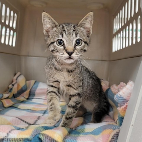 Falcon, an adoptable Domestic Short Hair in Coos Bay, OR, 97420 | Photo Image 1