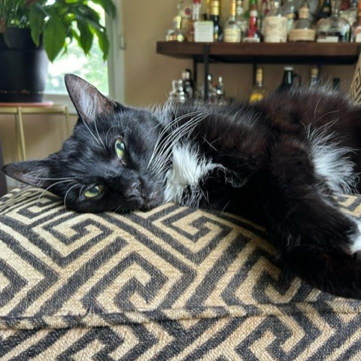 Cassie- Foster, an adoptable Domestic Short Hair in Grand Rapids, MI, 49534 | Photo Image 1