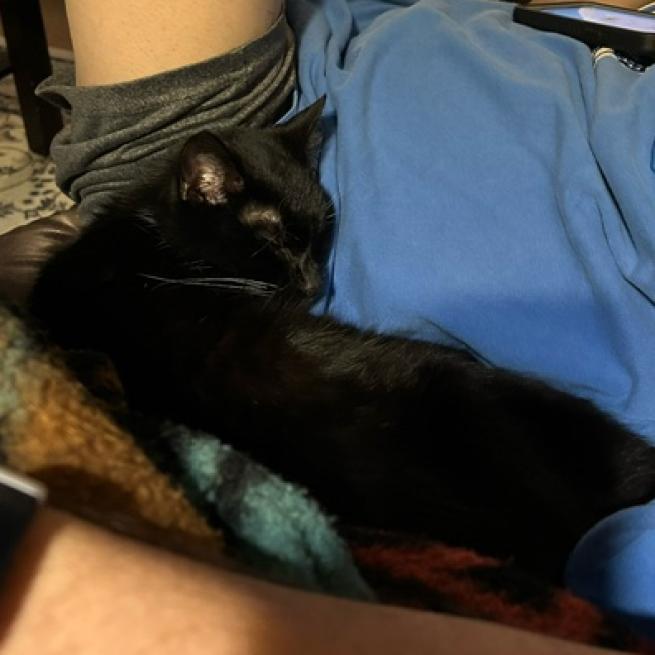 Cassie- Foster, an adoptable Domestic Short Hair in Grand Rapids, MI, 49534 | Photo Image 2