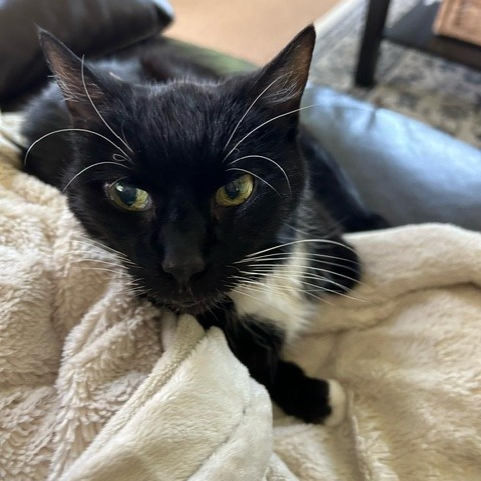 Cassie- Foster, an adoptable Domestic Short Hair in Grand Rapids, MI, 49534 | Photo Image 3