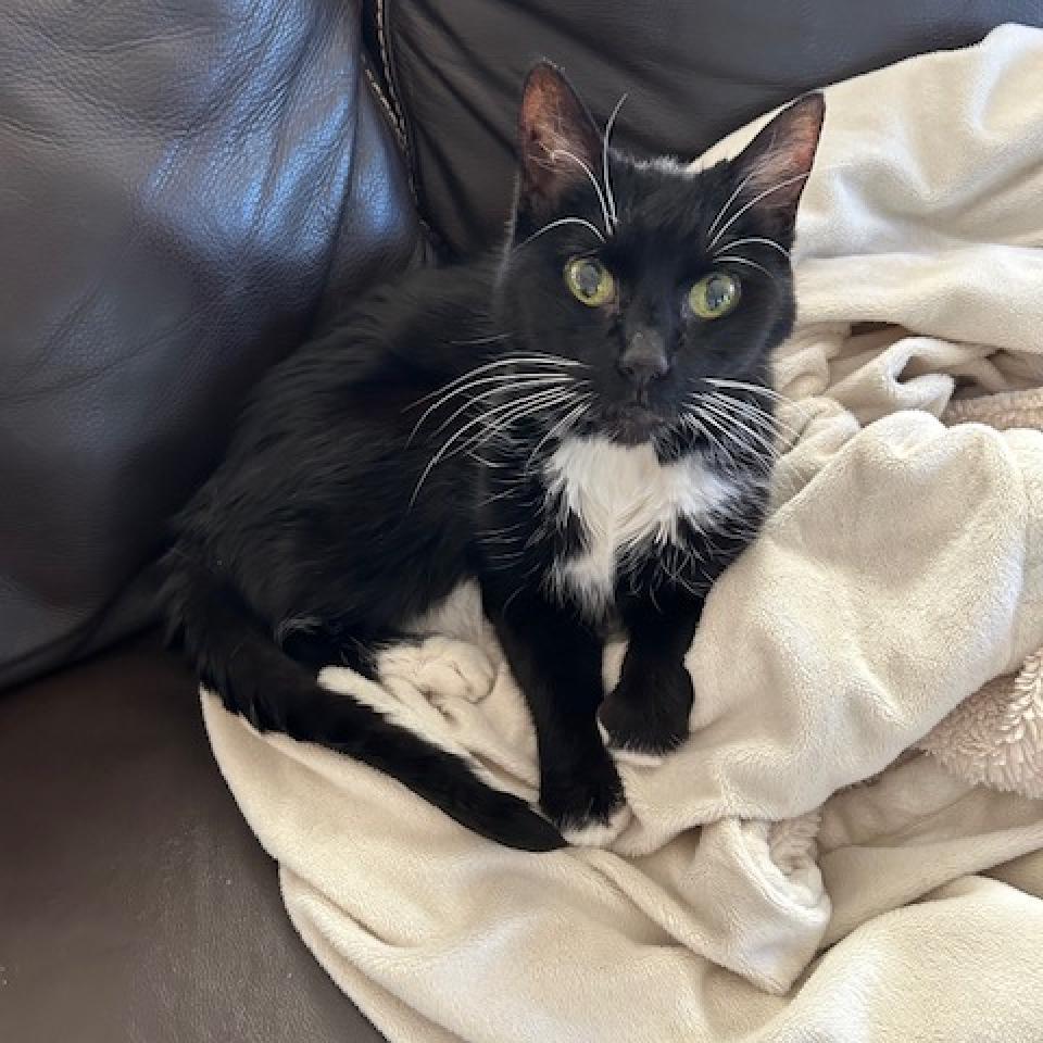 Cassie- Foster, an adoptable Domestic Short Hair in Grand Rapids, MI, 49534 | Photo Image 4