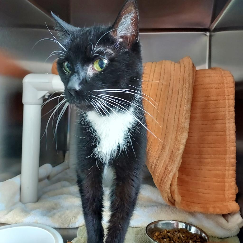 Cassie- Foster, an adoptable Domestic Short Hair in Grand Rapids, MI, 49534 | Photo Image 5