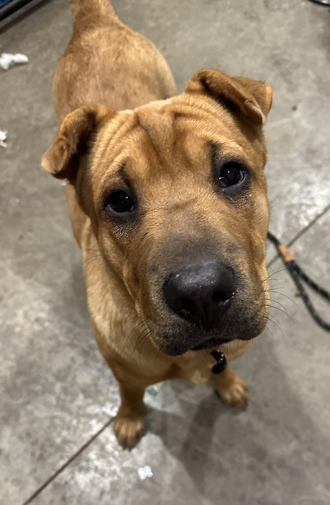 Cocoa, an adoptable Shar-Pei in Mandan, ND, 58554 | Photo Image 1