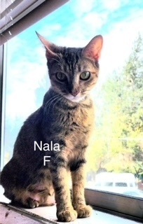 Nala, an adoptable Domestic Short Hair in Bend, OR, 97701 | Photo Image 1