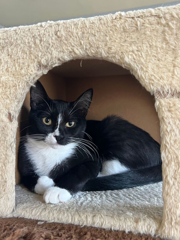 Austen, an adoptable Domestic Short Hair in McPherson, KS, 67460 | Photo Image 1