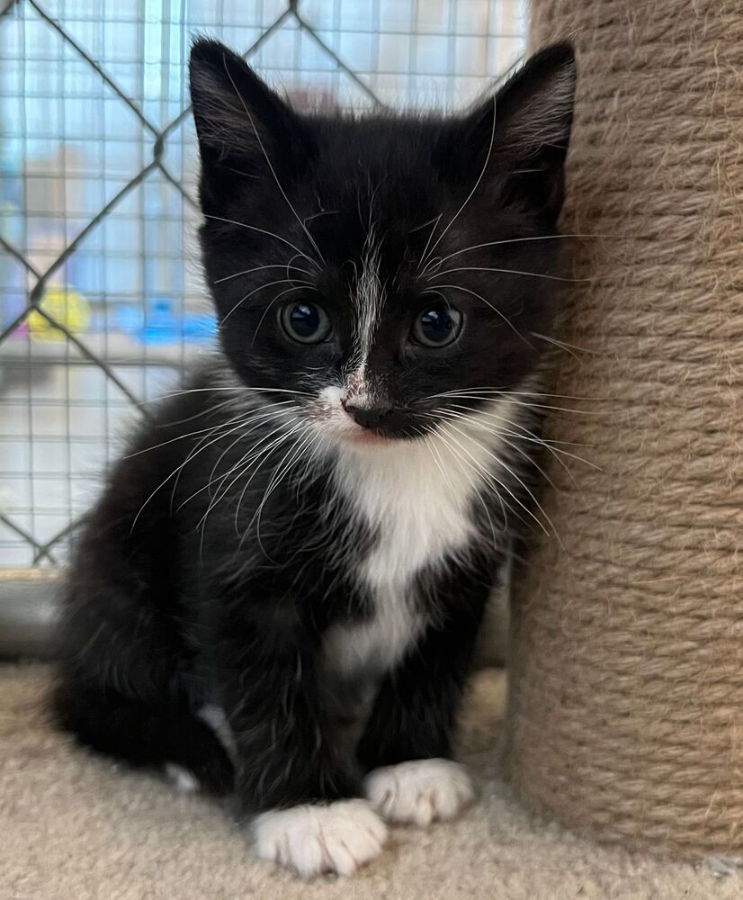 Austen, an adoptable Domestic Short Hair in McPherson, KS, 67460 | Photo Image 3