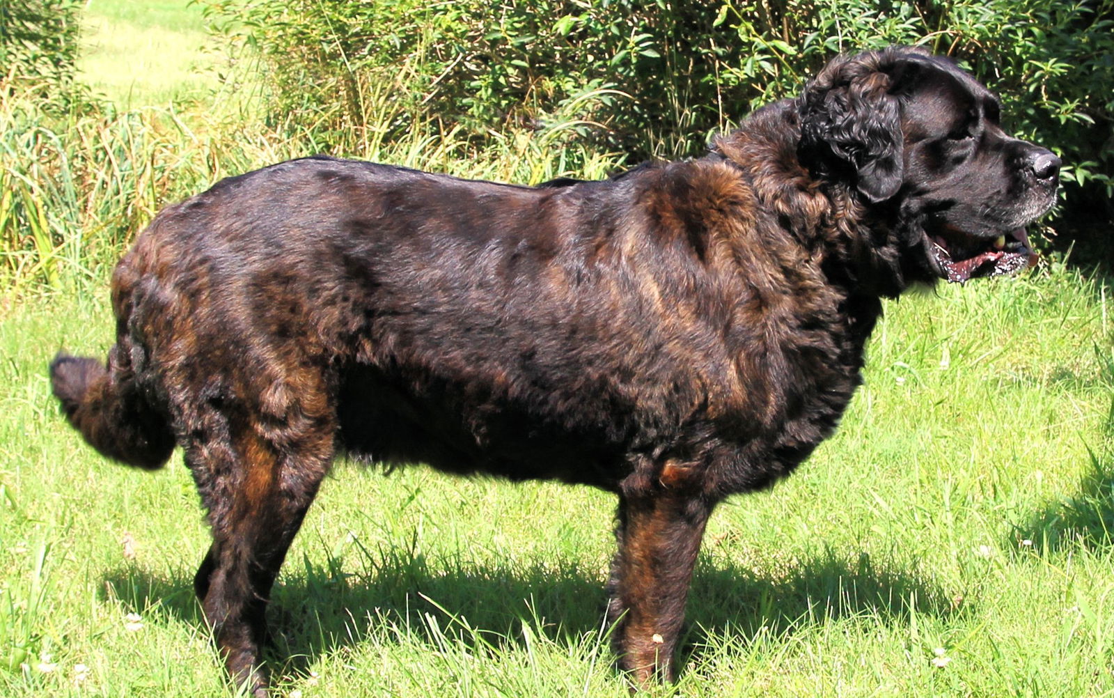 HERCULES, an adoptable Bullmastiff in Franklin, TN, 37069 | Photo Image 2