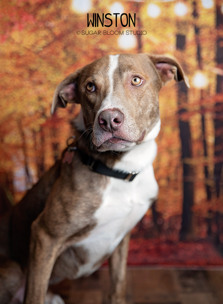Winston, an adoptable Labrador Retriever in Littleton, CO, 80126 | Photo Image 1