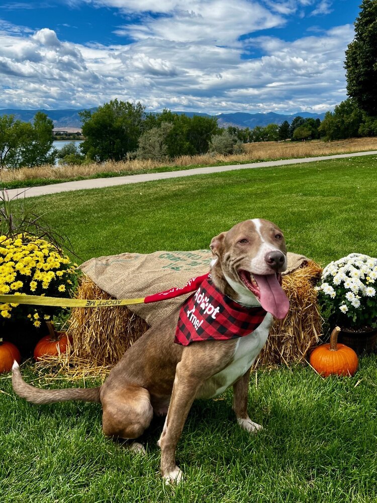 Winston, an adoptable Labrador Retriever in Littleton, CO, 80126 | Photo Image 1