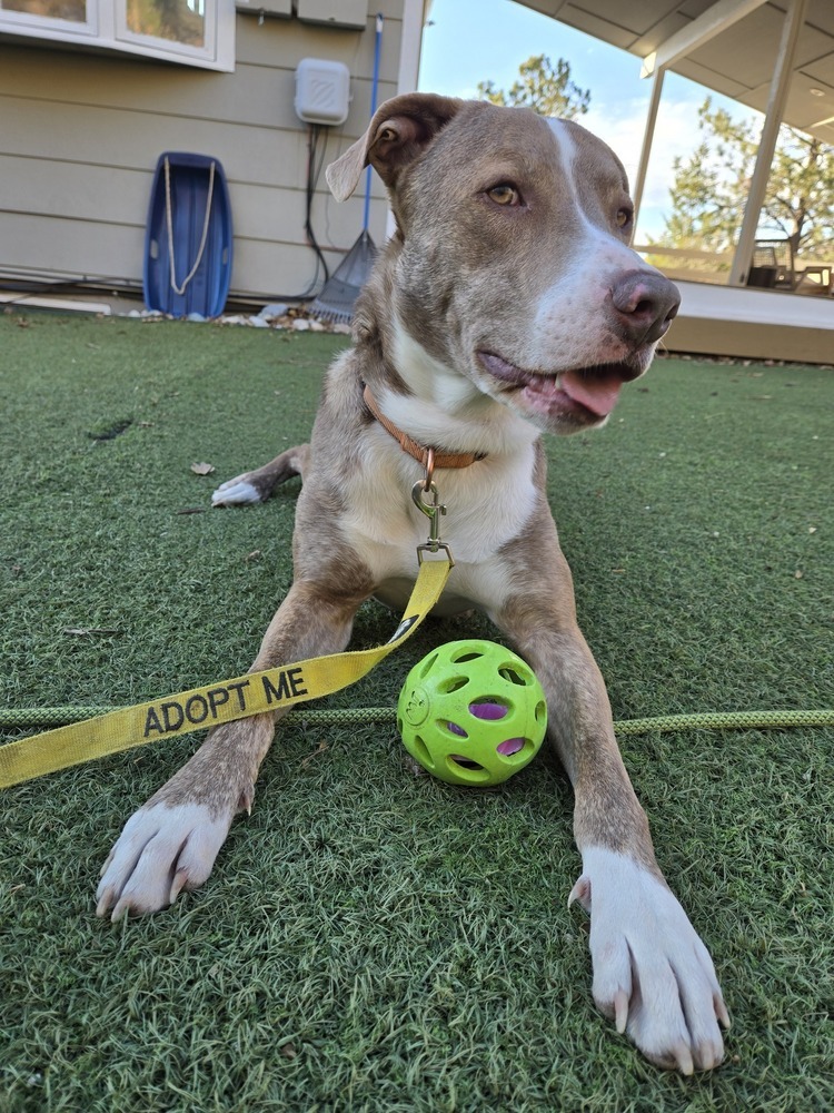Winston, an adoptable Labrador Retriever in Littleton, CO, 80126 | Photo Image 3