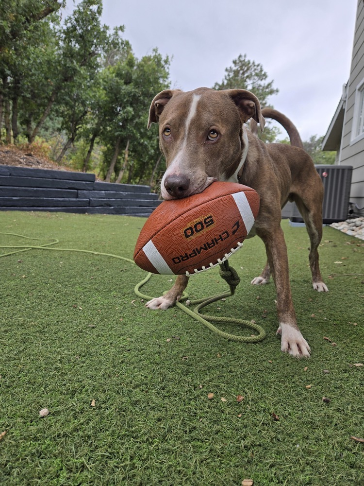 Winston, an adoptable Labrador Retriever in Littleton, CO, 80126 | Photo Image 3