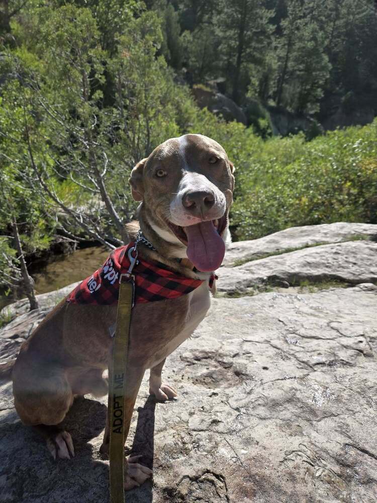 Winston, an adoptable Labrador Retriever in Littleton, CO, 80126 | Photo Image 4