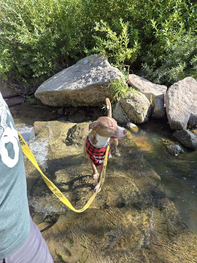 Winston, an adoptable Labrador Retriever in Littleton, CO, 80126 | Photo Image 6