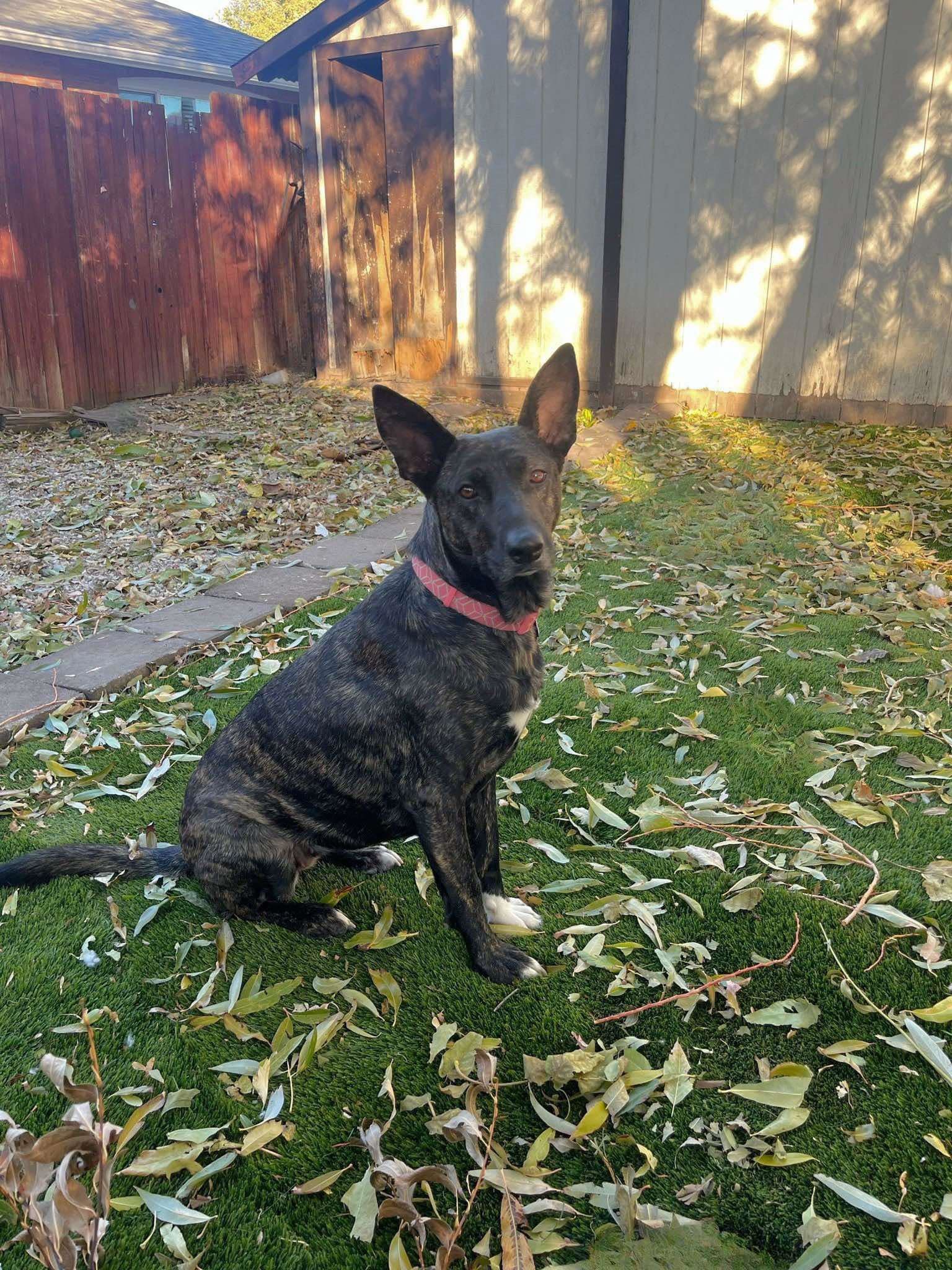 Indu, an adoptable Dutch Shepherd, Cattle Dog in Salt Lake City, UT, 84171 | Photo Image 1