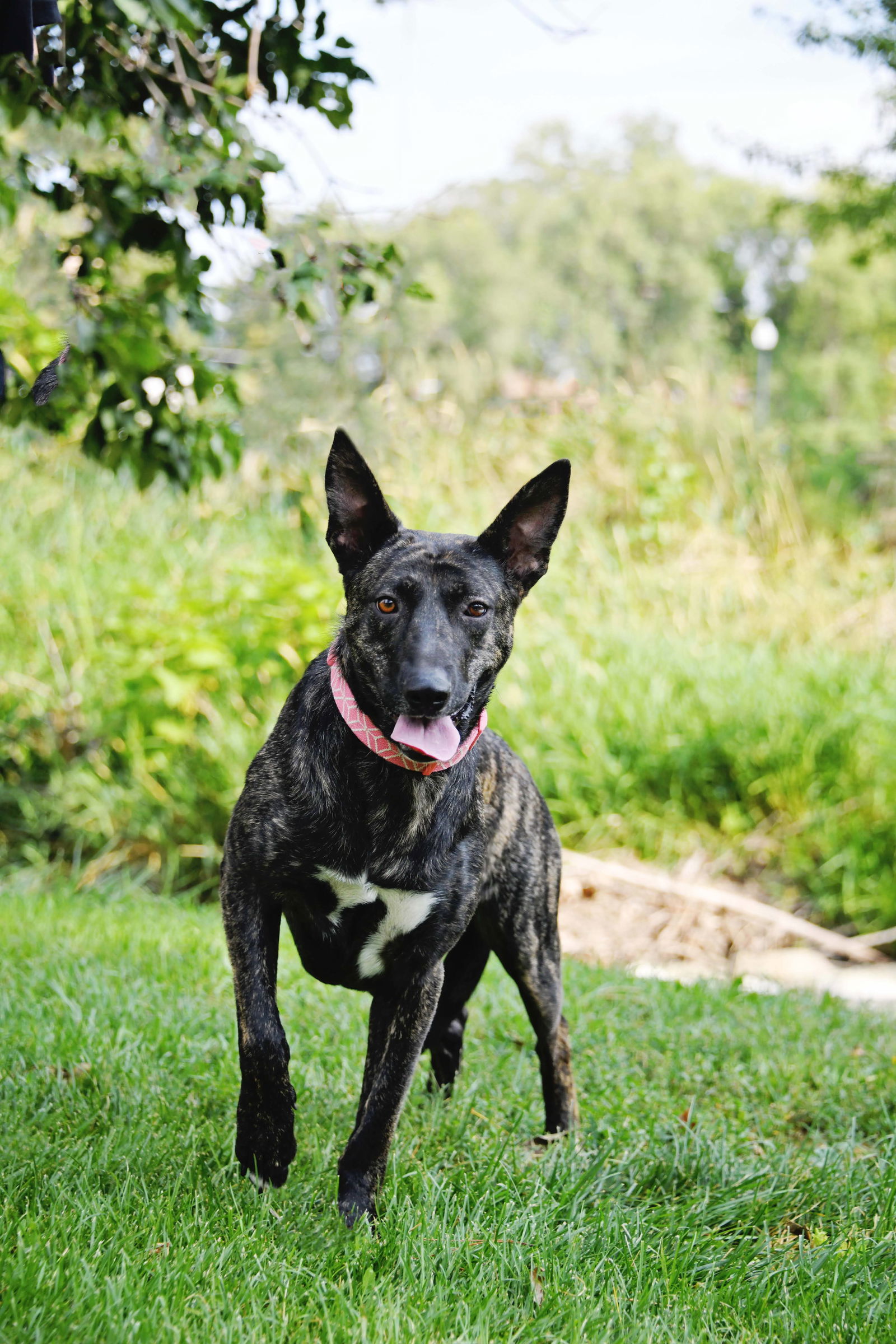 Indu, an adoptable Dutch Shepherd, Cattle Dog in Salt Lake City, UT, 84171 | Photo Image 2