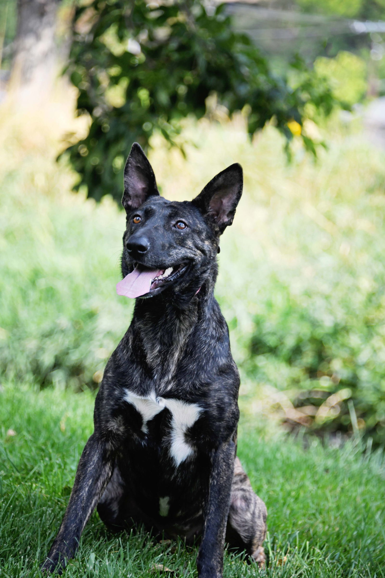 Indu, an adoptable Dutch Shepherd, Cattle Dog in Salt Lake City, UT, 84171 | Photo Image 3