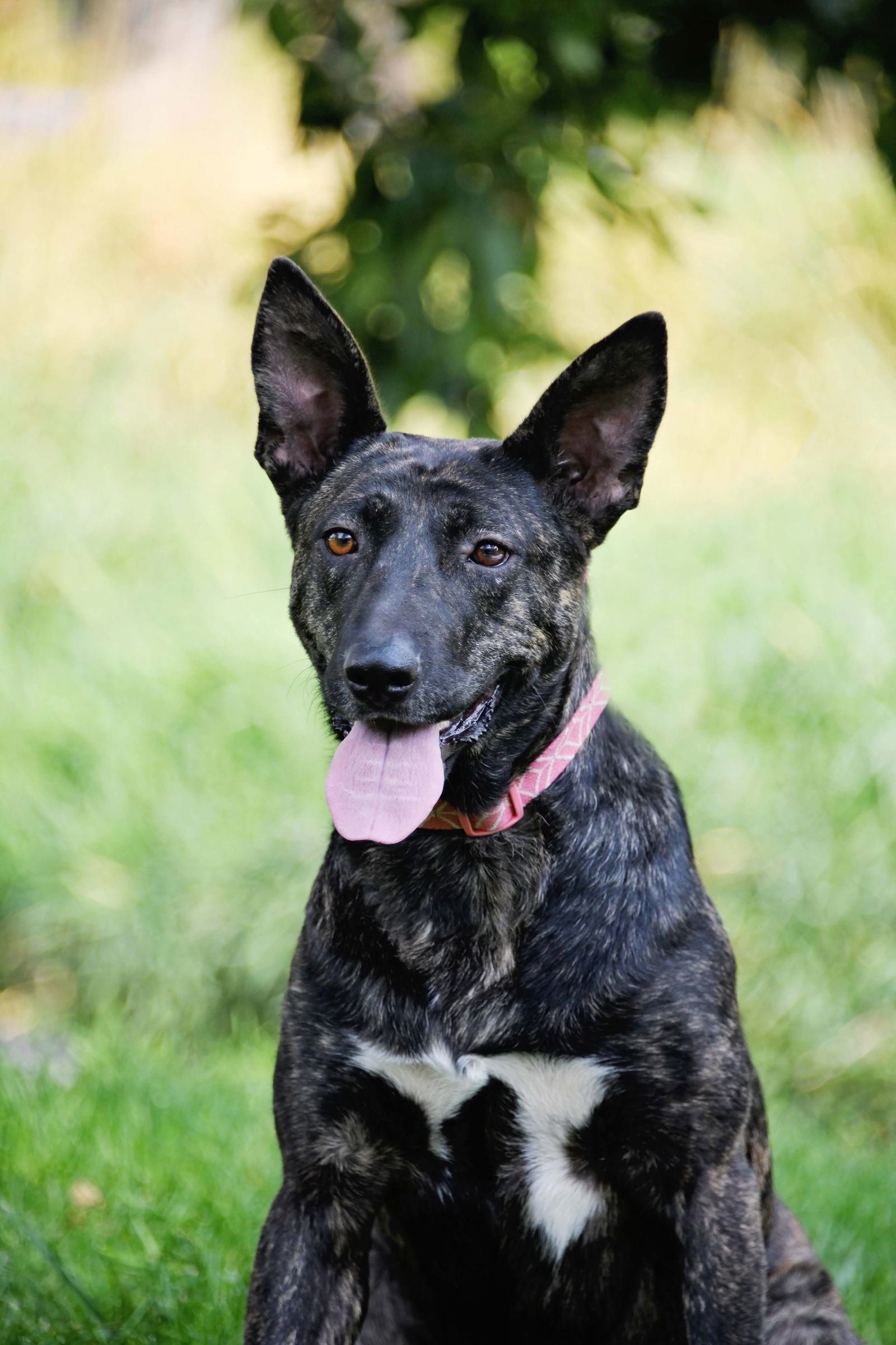 Indu, an adoptable Dutch Shepherd, Cattle Dog in Salt Lake City, UT, 84171 | Photo Image 3