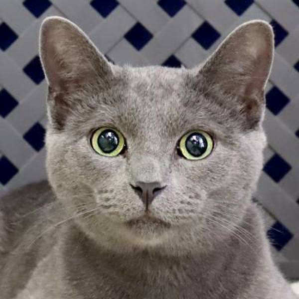 Edward, an adoptable Domestic Short Hair in Fort Davis, TX, 79734 | Photo Image 1