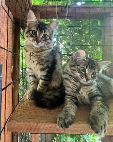 Maxi and Linx, an adoptable Siberian, Domestic Long Hair in Walnut Creek, CA, 94596 | Photo Image 1