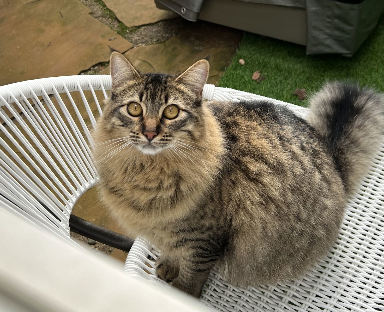 Maxi and Linx, an adoptable Siberian, Domestic Long Hair in Walnut Creek, CA, 94596 | Photo Image 3