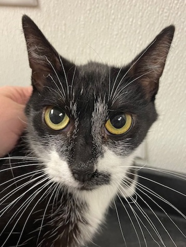 Moira, an adoptable Domestic Short Hair in Littleton, CO, 80120 | Photo Image 1