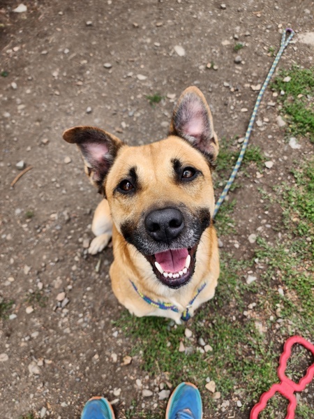 Russell, an adoptable Mixed Breed in Spokane Valley, WA, 99212 | Photo Image 1