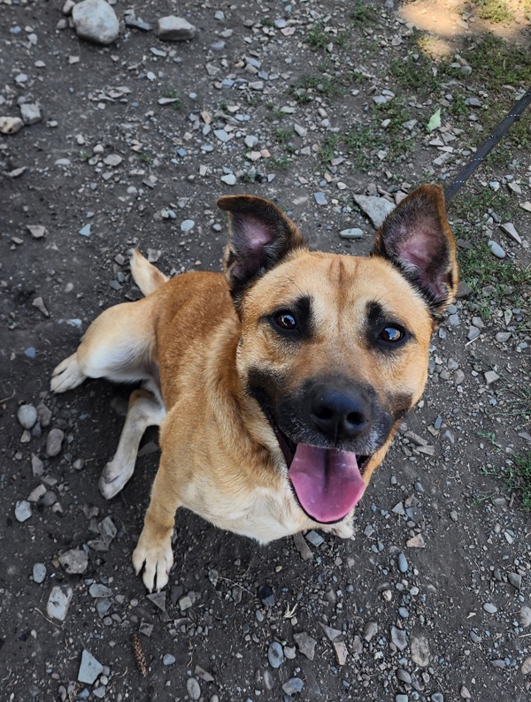 Russell, an adoptable Mixed Breed in Spokane Valley, WA, 99212 | Photo Image 2