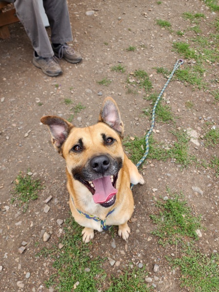 Russell, an adoptable Mixed Breed in Spokane Valley, WA, 99212 | Photo Image 3