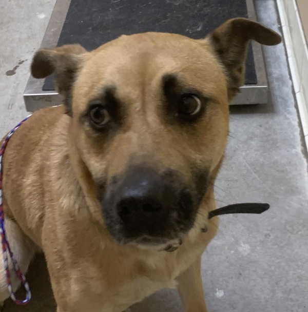 Russell, an adoptable Mixed Breed in Spokane Valley, WA, 99212 | Photo Image 4