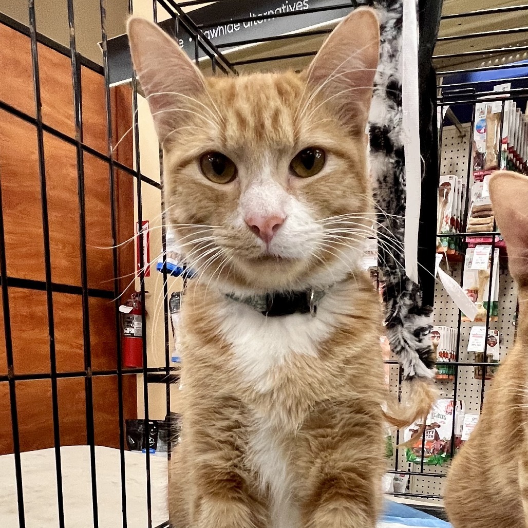 Buttercup, an adoptable Domestic Medium Hair in San Antonio, TX, 78253 | Photo Image 1