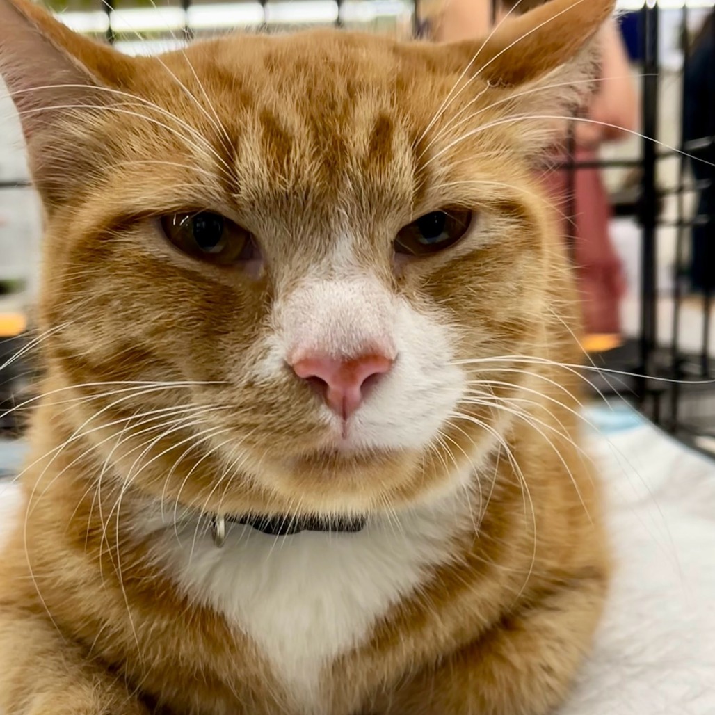 Buttercup, an adoptable Domestic Medium Hair in San Antonio, TX, 78253 | Photo Image 1