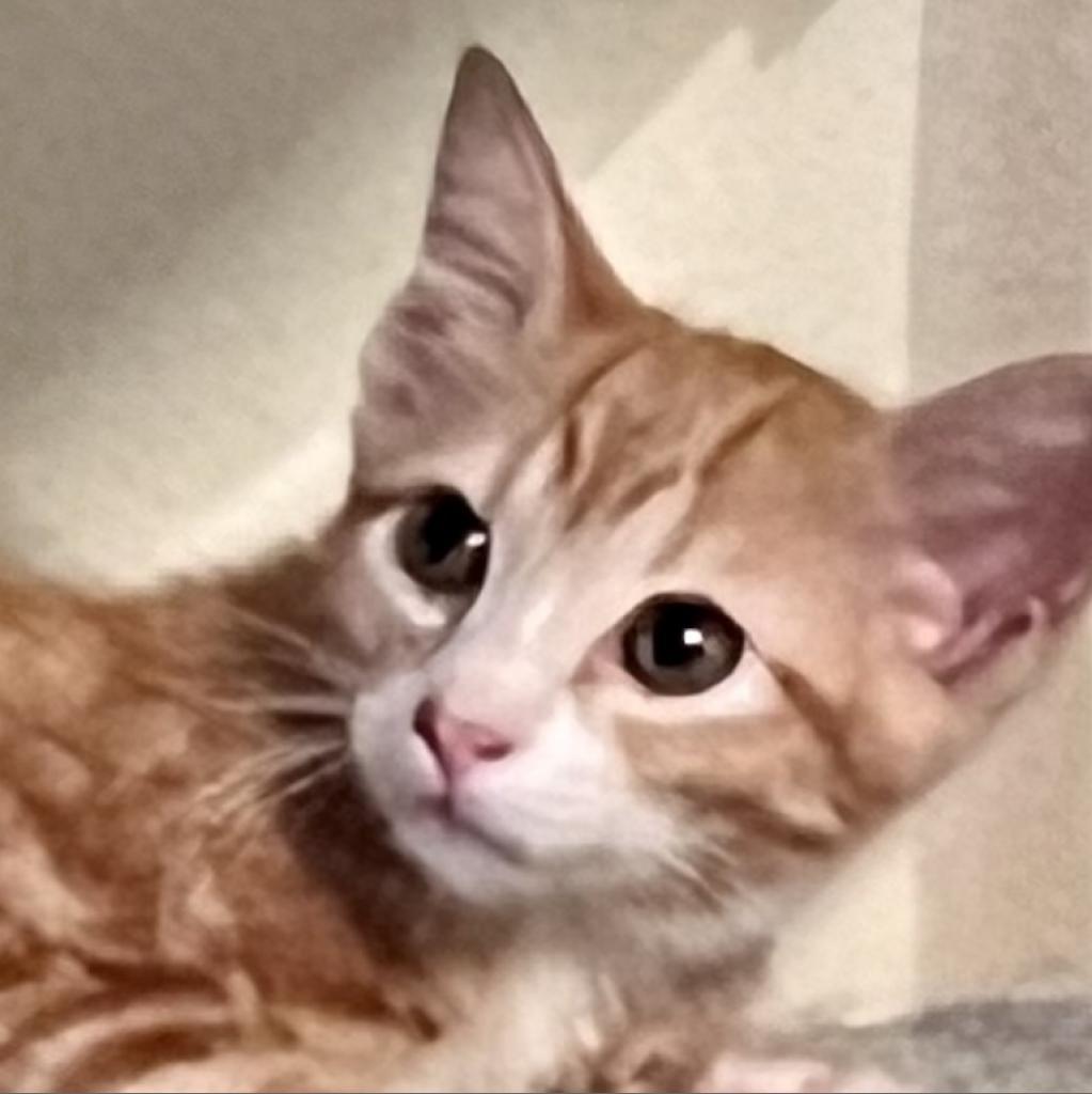 Buttercup, an adoptable Domestic Medium Hair in San Antonio, TX, 78253 | Photo Image 2
