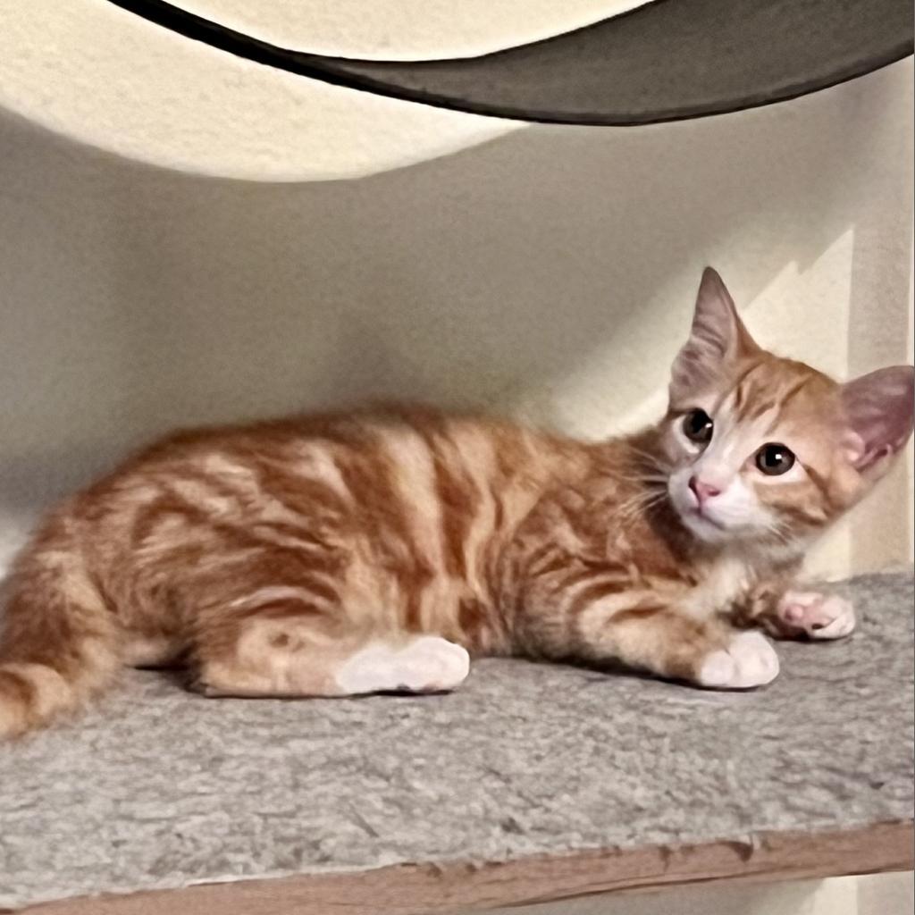 Buttercup, an adoptable Domestic Medium Hair in San Antonio, TX, 78253 | Photo Image 3