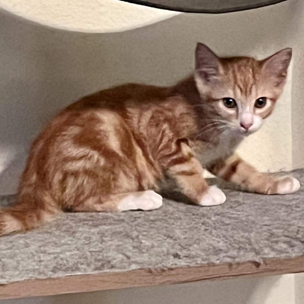 Buttercup, an adoptable Domestic Medium Hair in San Antonio, TX, 78253 | Photo Image 4
