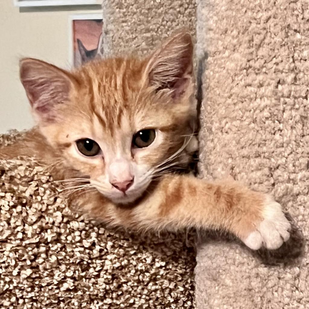 Buttercup, an adoptable Domestic Medium Hair in San Antonio, TX, 78253 | Photo Image 5