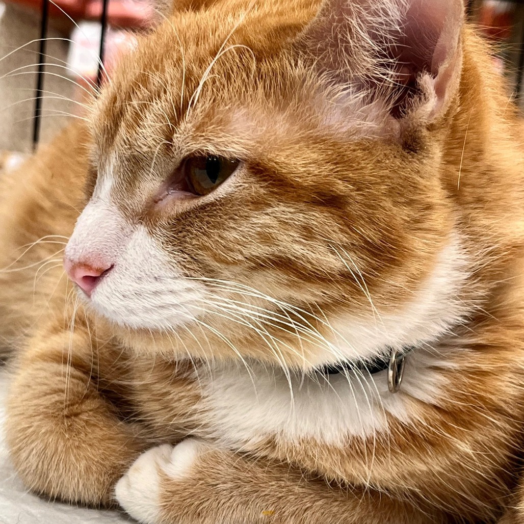 Buttercup, an adoptable Domestic Medium Hair in San Antonio, TX, 78253 | Photo Image 6