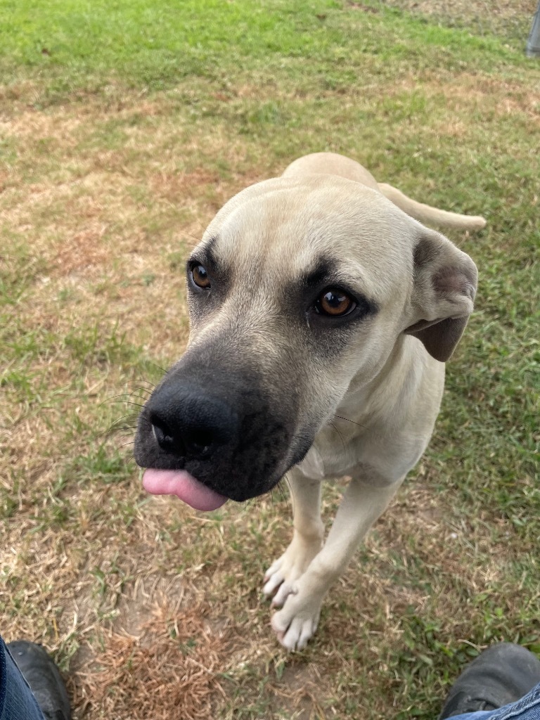 Razor, an adoptable Bullmastiff in Metter, GA, 30439 | Photo Image 2