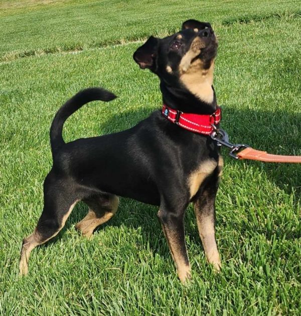 Toby Teeth thumbnail 2