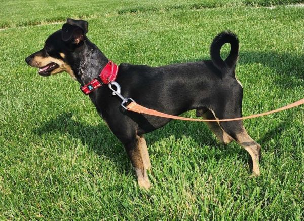 Toby Teeth thumbnail 3