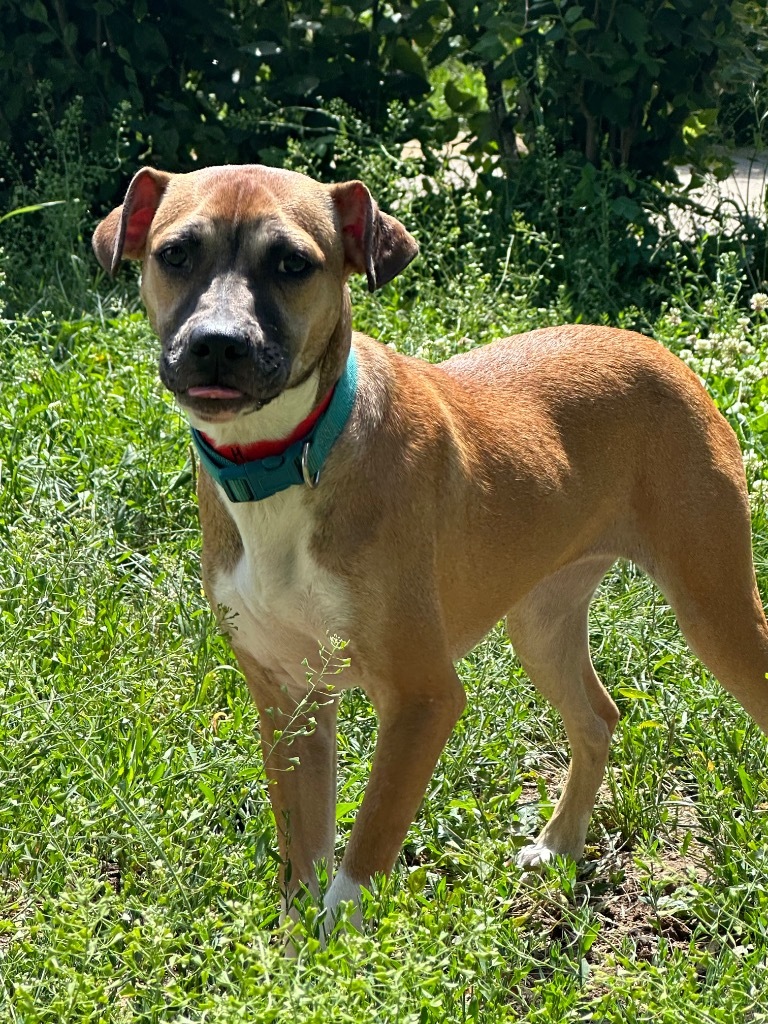 Tesla, an adoptable Boxer in Thompson Falls, MT, 59873 | Photo Image 1