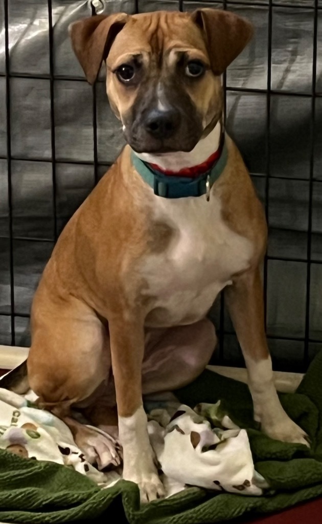 Tesla, an adoptable Boxer in Thompson Falls, MT, 59873 | Photo Image 2