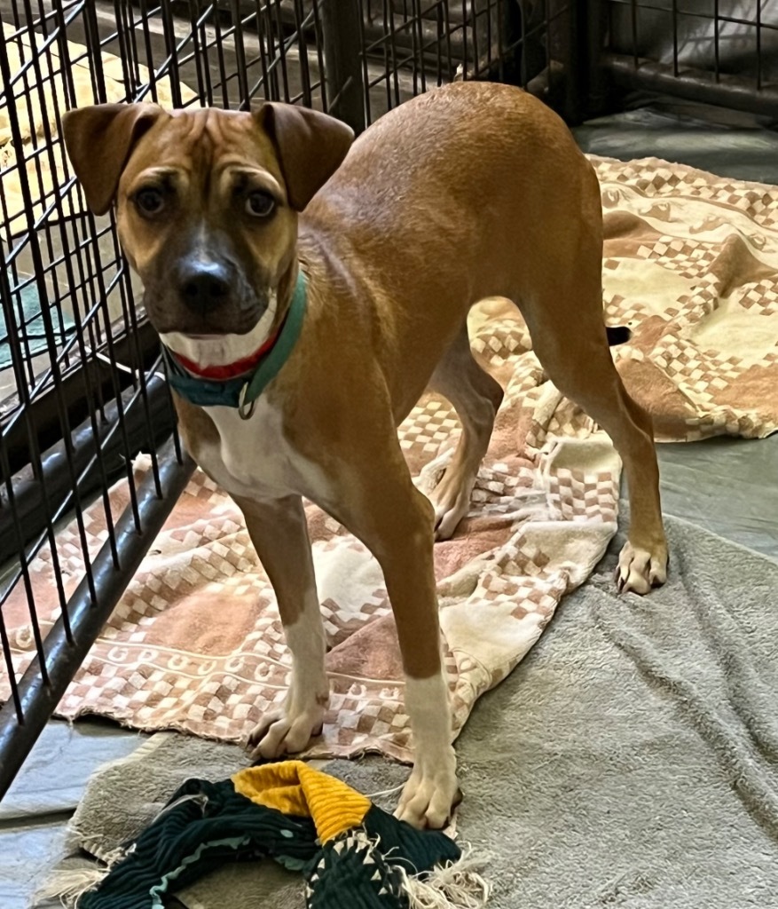 Tesla, an adoptable Boxer in Thompson Falls, MT, 59873 | Photo Image 3