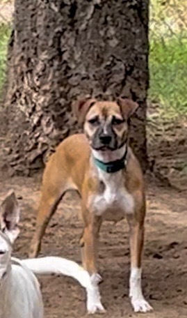 Tesla, an adoptable Boxer in Thompson Falls, MT, 59873 | Photo Image 4