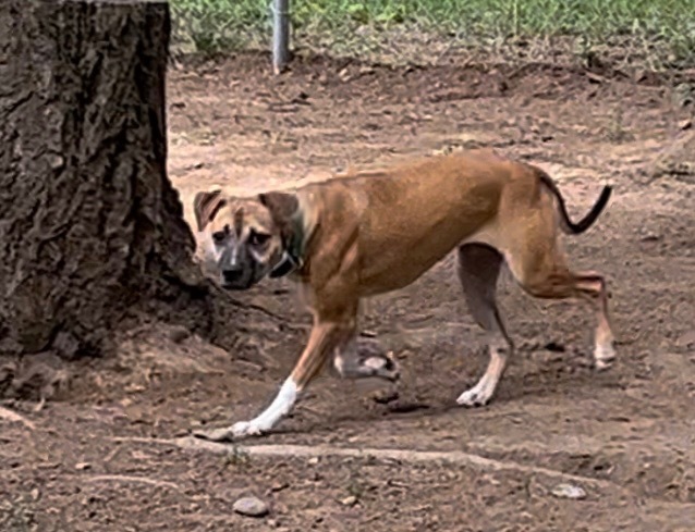 Tesla, an adoptable Boxer in Thompson Falls, MT, 59873 | Photo Image 5