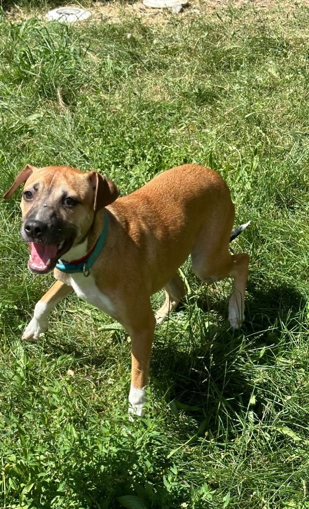 Tesla, an adoptable Boxer in Thompson Falls, MT, 59873 | Photo Image 6