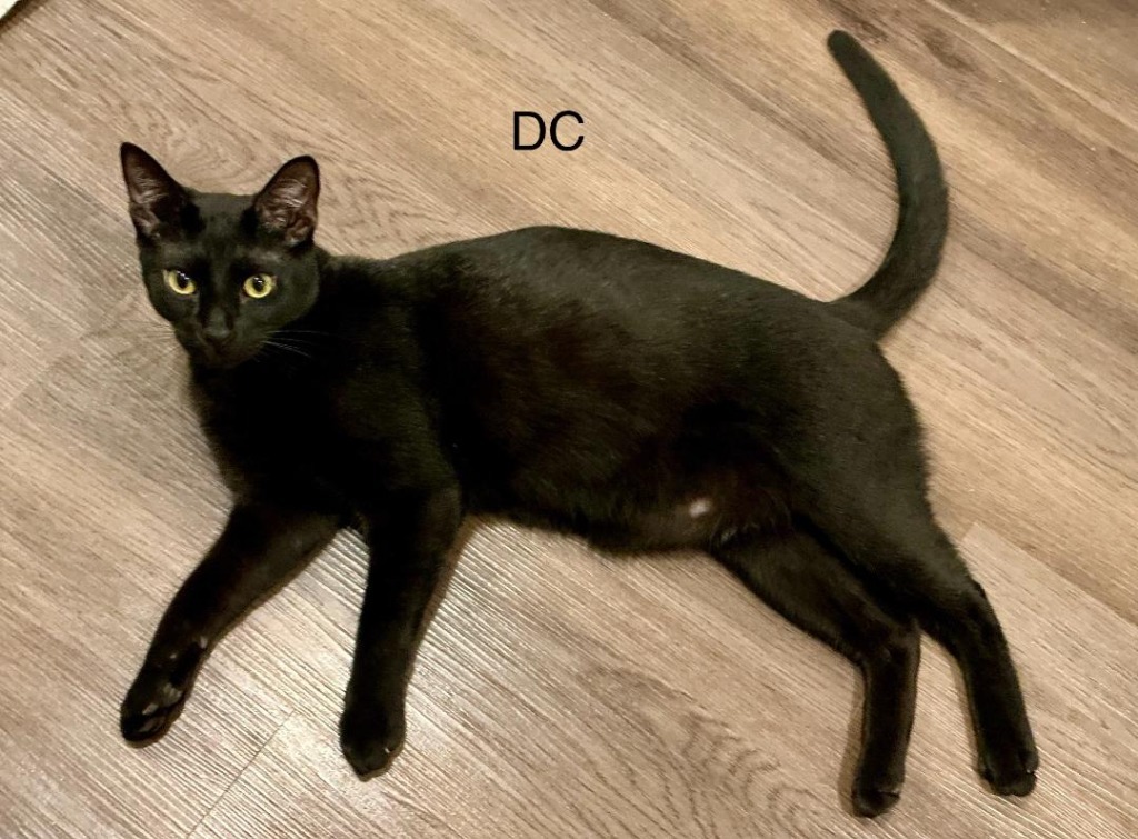 DC, an adoptable Domestic Short Hair in Hoover , AL, 35226 | Photo Image 1