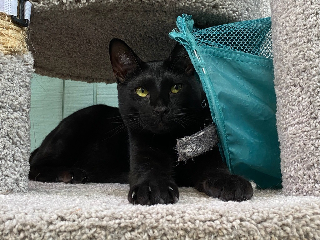 DC, an adoptable Domestic Short Hair in Hoover , AL, 35226 | Photo Image 1