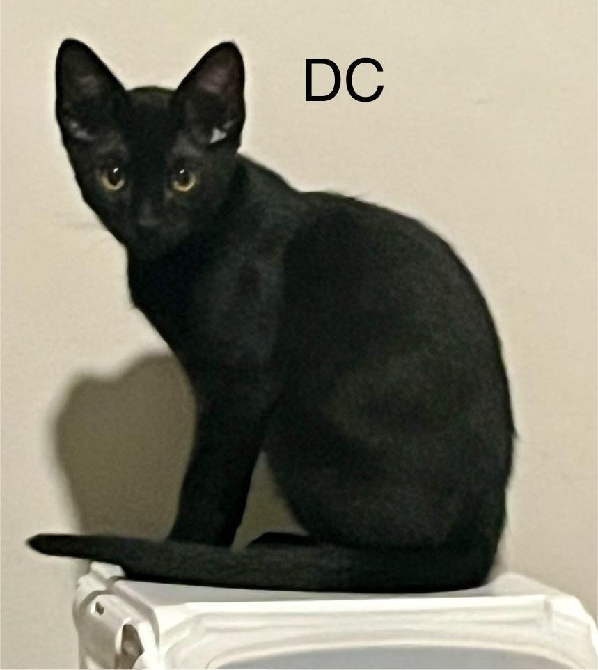 DC, an adoptable Domestic Short Hair in Hoover , AL, 35226 | Photo Image 2