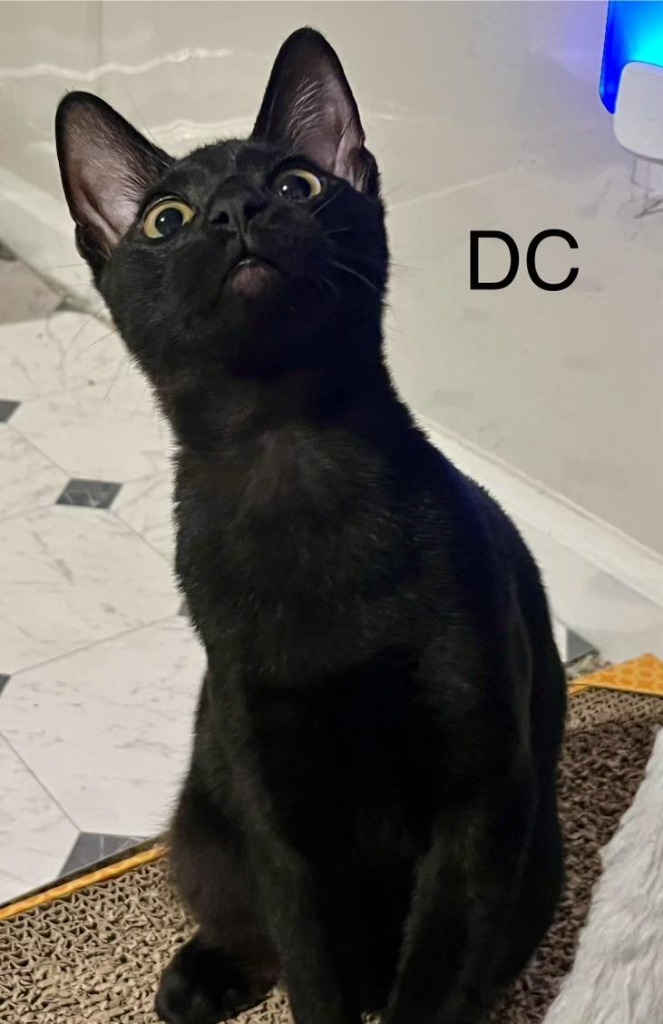 DC, an adoptable Domestic Short Hair in Hoover , AL, 35226 | Photo Image 3