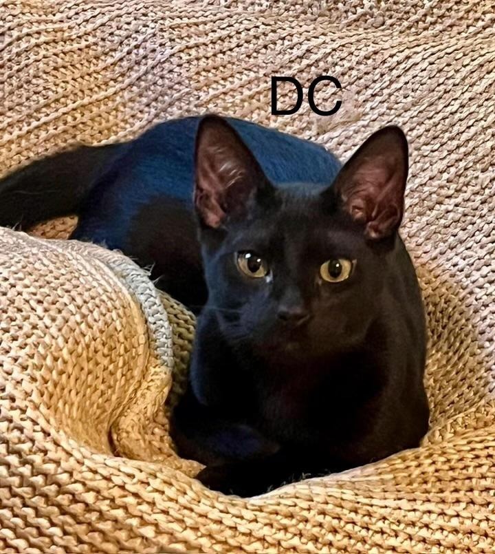 DC, an adoptable Domestic Short Hair in Hoover , AL, 35226 | Photo Image 4